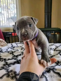 Photo №1. american pit bull terrier - à vendre en ville de Augsbourg | négocié | Annonce №165355