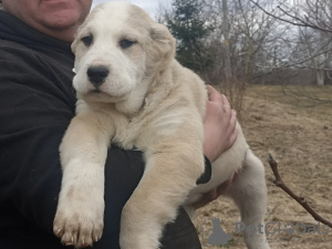 Photo №2 de l'annonce № 41366 de la vente chien bâtard - acheter à Le japon de la fourrière, éleveur