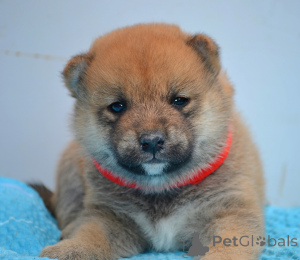 Photo №1. shiba - à vendre en ville de Kragujevac | négocié | Annonce №147046