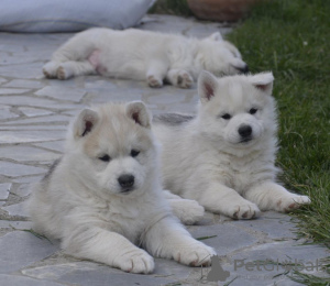 Photos supplémentaires: chiot husky sibérien à vendre