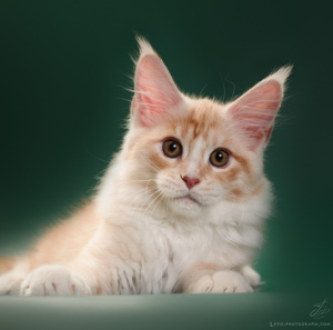 Photo №2 de l'annonce № 4895 de la vente maine coon - acheter à Fédération de Russie de la fourrière