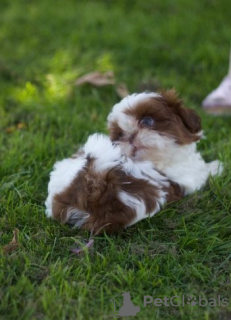 Photo №2 de l'annonce № 114988 de la vente shih tzu - acheter à USA 