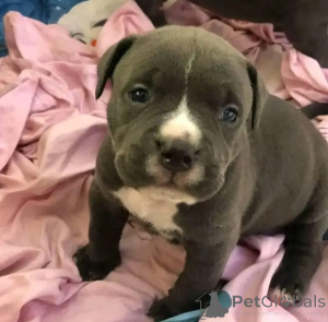 Photo №2 de l'annonce № 167434 de la vente american pit bull terrier - acheter à USA 