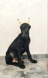 Photo №4. Je vais vendre dobermann en ville de Belgrade. éleveur - prix - négocié