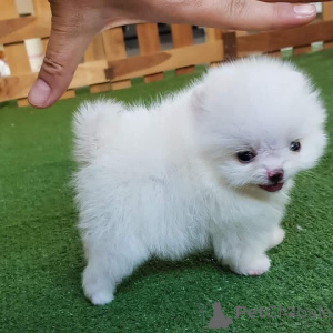 Photo №3. Accueil Raised Teacup Pomeranian Chiots à vendre Examen vétérinaire, Puppy Crate. Espagne