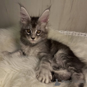 Photo №4. Je vais vendre maine coon en ville de Talaveri. éleveur - prix - 950€