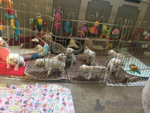 Photo №3. Chiots Carlin. Belgique