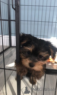 Photo №2 de l'annonce № 144937 de la vente  - acheter à Espagne 