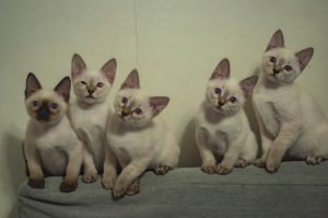 Photos supplémentaires: Derniers chatons du champion du monde Leonardo Sanchitos