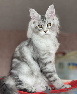 Photo №2 de l'annonce № 163469 de la vente maine coon - acheter à Allemagne éleveur