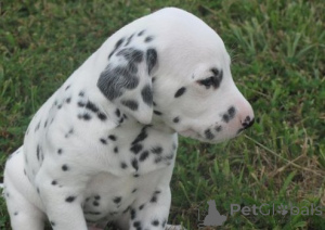 Photo №1. dalmatien - à vendre en ville de Noirs | Gratuit | Annonce №176480