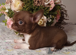 Photo №3. Chihuahua Chocolate Mini Boy. Fédération de Russie