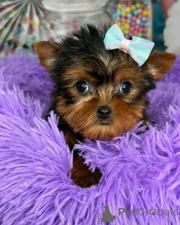 Photo №1. yorkshire terrier - à vendre en ville de Tennessee City | Gratuit | Annonce №139119