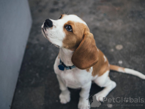 Photo №1. beagle - à vendre en ville de Benapole | négocié | Annonce №11004