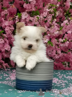 Photo №3. Chiots maltip mini. Fédération de Russie