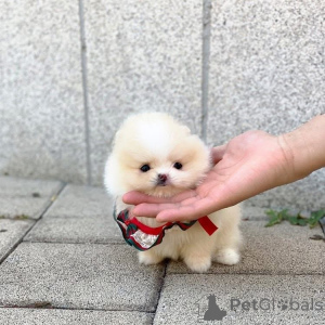 Photo №2 de l'annonce № 161681 de la vente  - acheter à USA 