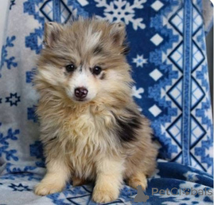 Photo №2 de l'annonce № 161255 de la vente  - acheter à La Grande-Bretagne 