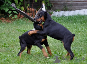 Photo №1. dobermann - à vendre en ville de Orrefors | 900€ | Annonce №147980