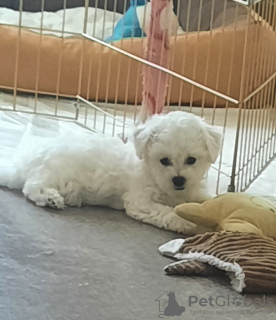 Photo №4. Je vais vendre bichon à poil frisé en ville de Minsk. annonce privée - prix - 331€