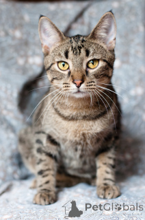 Photo №2 de l'annonce № 166166 de la vente  - acheter à Biélorussie 