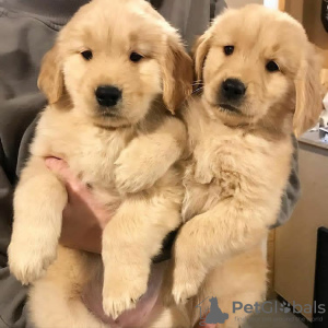 Photo №1. golden retriever - à vendre en ville de Reading | 400€ | Annonce №121935