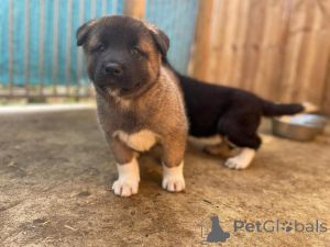 Photo №2 de l'annonce № 173377 de la vente akita (chien) - acheter à Malaisie annonce privée