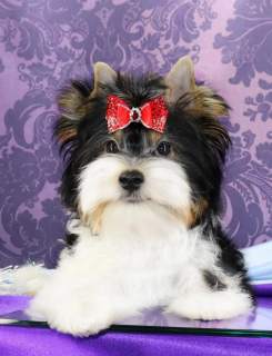 Photo №3. Biewer male à vendre. Biélorussie