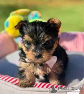 Photo №1. yorkshire terrier - à vendre en ville de Торонто | 425€ | Annonce №127952