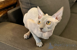 Photo №1. sphynx - à vendre en ville de Paris | négocié | Annonce № 133674