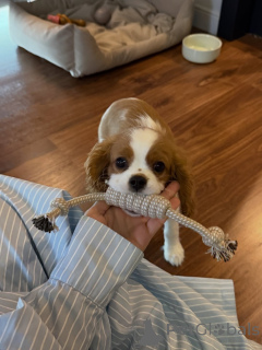 Photo №3. Douce, douce et pleine d'amour Rosies, la petite princesse qui volera votre. Suisse