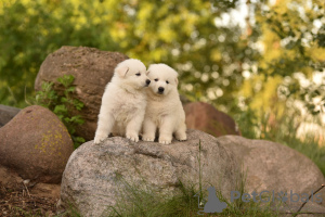 Photo №4. Je vais vendre berger blanc suisse en ville de Minsk. de la fourrière - prix - négocié