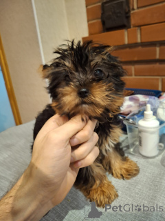 Photo №4. Je vais vendre biewer yorkshire terrier, yorkshire terrier en ville de Helsinki. annonce privée, de la fourrière, éleveur - prix - 750€