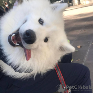 Photo №3. Chien à vendre. Georgia