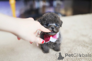 Photo №1. bichon maltais - à vendre en ville de Baford | 404€ | Annonce №152464