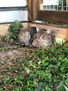 Photo №3. Un chat affectueux très miniature cherche un foyer. Fédération de Russie