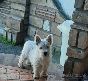 Photos supplémentaires: Terrier blanc des Highlands de l'Ouest - Westie