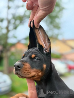 Photo №4. Je vais vendre dobermann en ville de Bachka-palanka.  - prix - négocié