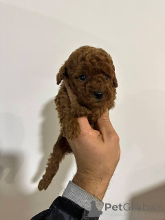 Photo №2 de l'annonce № 151072 de la vente caniche (jouet) - acheter à Serbie 