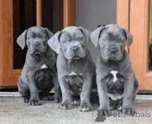 Photo №1. cane corso - à vendre en ville de Paris | 1000€ | Annonce №164759