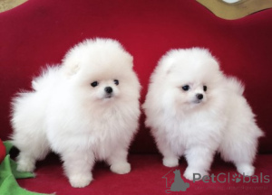 Photo №1. spitz nain - à vendre en ville de Les palmes | négocié | Annonce №169889