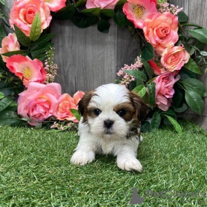 Photo №1. shih tzu - à vendre en ville de Göttingen | Gratuit | Annonce №99906