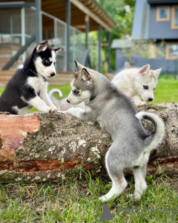 Photo №1. husky de sibérie - à vendre en ville de Paris | négocié | Annonce №120023