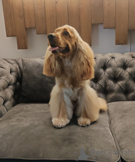 Photo №1. cocker spaniel anglais - à vendre en ville de Borough de Londres de Camden | Gratuit | Annonce №157082