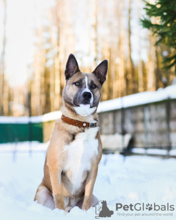 Photo №1. chien bâtard - à vendre en ville de Москва | Gratuit | Annonce №22503