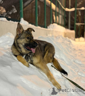 Photo №3. La fille affectueuse Alisa cherche ses parents !. Fédération de Russie