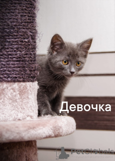 Photo №1. chat de gouttière - à vendre en ville de Obninsk | Gratuit | Annonce № 150194