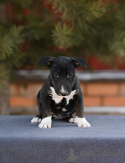 Photo №1. chien bâtard - à vendre en ville de Москва | négocié | Annonce №135394