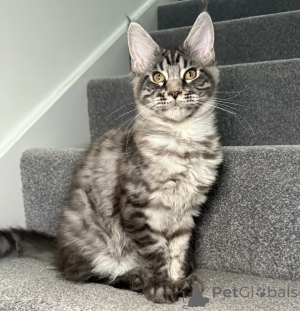 Photo №1. maine coon - à vendre en ville de Augusta | négocié | Annonce № 158078