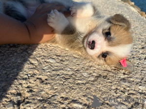 Photos supplémentaires: Je vends des chiots corgi Pembroke