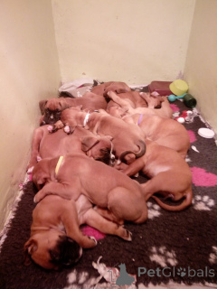 Photo №2 de l'annonce № 164847 de la vente boxer - acheter à Belgique annonce privée, éleveur